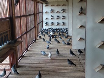 The collection of pigeons in Germany
